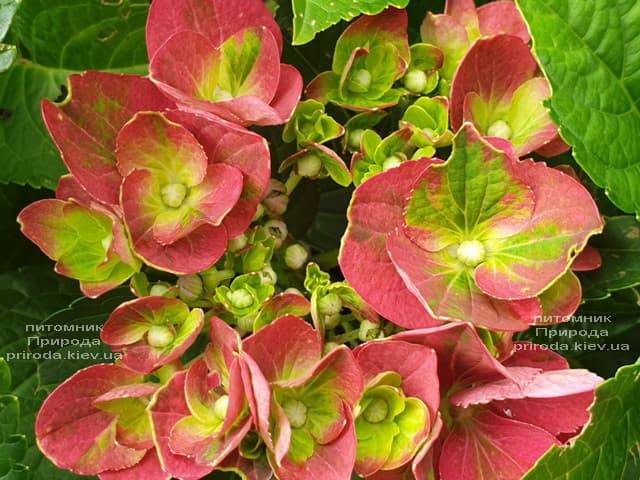 Гортензия крупнолистная Хот Рэд (Hydrangea macrophylla Hot Red) ФОТО Питомник растений Природа (3)