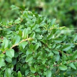 Кизильник Даммера Майор (Cotoneaster dammeri Major) ФОТО Питомник растений Природа (1)