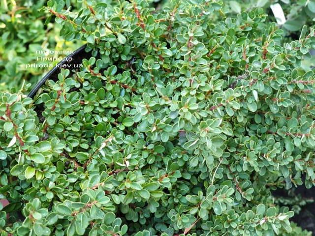 Кизильник приплюснутый Мирель (Cotoneaster congestus Mirelle) ФОТО Питомник растений Природа (6)