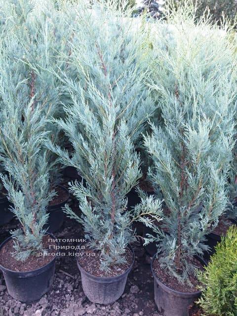 Ялівець скельний Мунглов (Juniperus scopolorum Moonglow) ФОТО Розплідник рослин Природа (10)