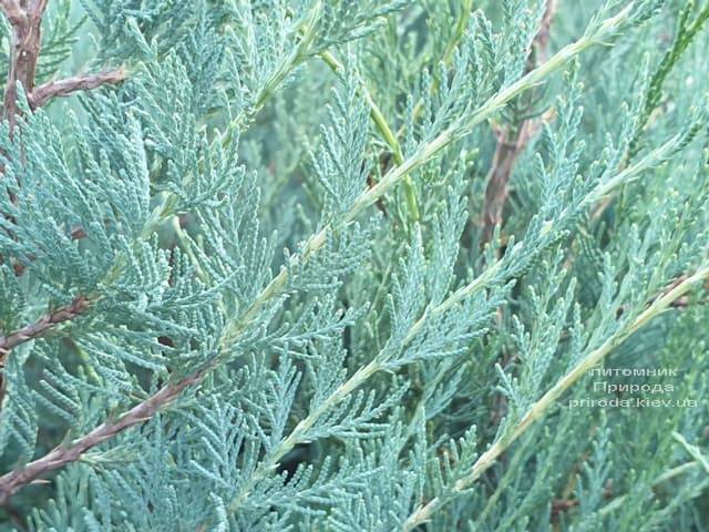 Ялівець скельний Мунглов (Juniperus scopolorum Moonglow) ФОТО Розплідник рослин Природа (12)