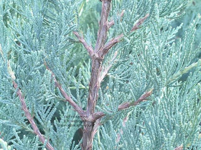 Ялівець скельний Мунглов (Juniperus scopolorum Moonglow) ФОТО Розплідник рослин Природа (13)