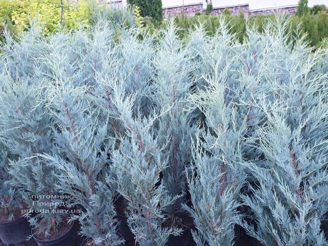 Ялівець скельний Мунглов (Juniperus scopolorum Moonglow) ФОТО Розплідник рослин Природа (9)