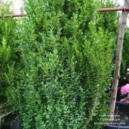 Самшит вечнозелёный (Buxus sempervirens) ФОТО Питомник растений Природа (10)