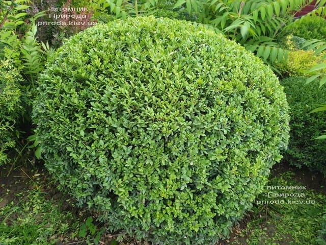 Самшит вечнозелёный Шар (Buxus sempervirens Boll) ФОТО Питомник растений Природа (17)