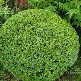 Самшит вечнозелёный Шар (Buxus sempervirens Boll) ФОТО Питомник растений Природа (18)