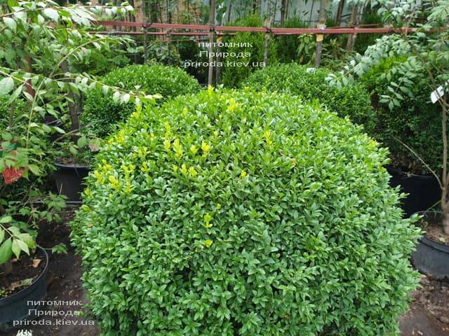 Самшит вічнозелений Куля (Buxus sempervirens Boll) ФОТО Розплідник рослин Природа (19)