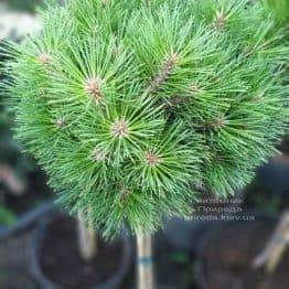 Сосна чорна Брепо (Pinus nigra Brepo) на штамбі ФОТО Розплідник рослин Природа (2)