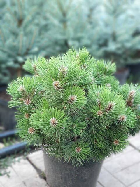 Сосна Хельга (Pinus nigra Helga) ФОТО Питомник растений Природа (3)