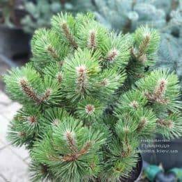 Сосна Хельга (Pinus nigra Helga) ФОТО Розплідник рослин Природа (5)