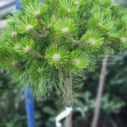 Сосна густоцветковая Лоу Глоу (Pinus densiflora Low Glow) ФОТО Питомник растений Природа (1)