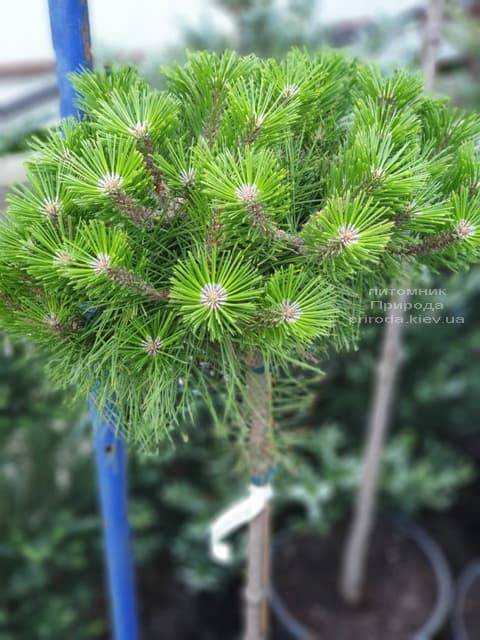 Сосна густоцветковая Лоу Глоу (Pinus densiflora Low Glow) ФОТО Питомник растений Природа (1)
