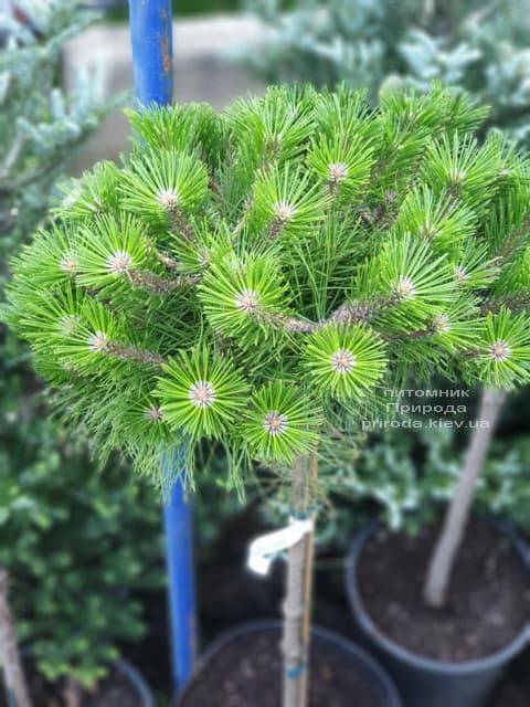 Сосна густоцветковая Лоу Глоу (Pinus densiflora Low Glow) ФОТО Питомник растений Природа (3)