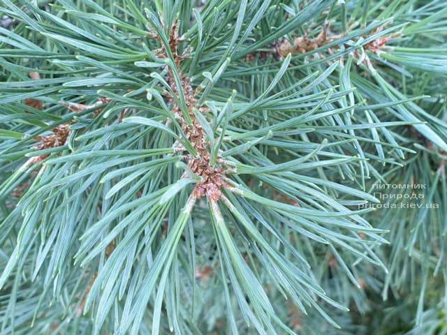 Сосна обыкновенная Ватерери (Pinus sylvestris Watereri) ФОТО Питомник растений Природа (1)