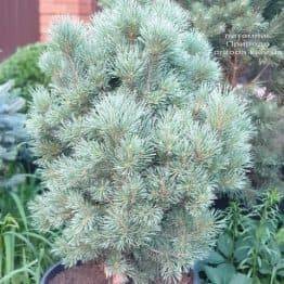 Сосна обыкновенная Ватерери (Pinus sylvestris Watereri) ФОТО Питомник растений Природа (2)