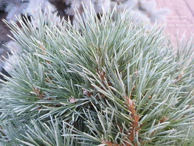 Сосна обыкновенная Ватерери (Pinus sylvestris Watereri) ФОТО Питомник растений Природа (3)