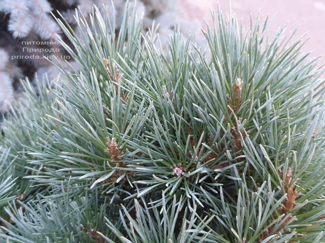 Сосна обыкновенная Ватерери (Pinus sylvestris Watereri) ФОТО Питомник растений Природа (7)