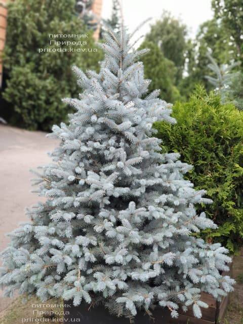 Ялина блакитна Блю Диамонд (Picea pungens Blue Diamond) ФОТО Розплідник рослин Природа (5)