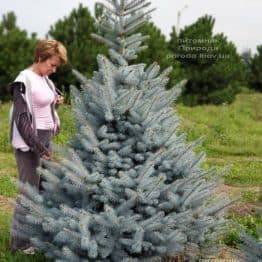 Ялина блакитна Блю Диамонд (Picea pungens Blue Diamond) ФОТО Розплідник рослин Природа (6)