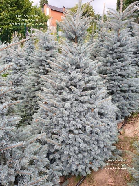 Ялина блакитна Глаука (Picea pungens Glauca) ФОТО Розплідник рослин Природа (43)