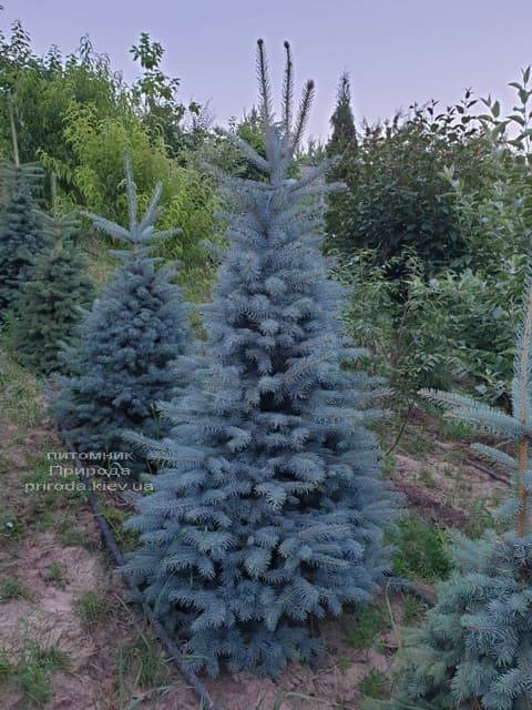 Ель голубая Глаука (Picea pungens Glauca) ФОТО Питомник растений Природа (63)
