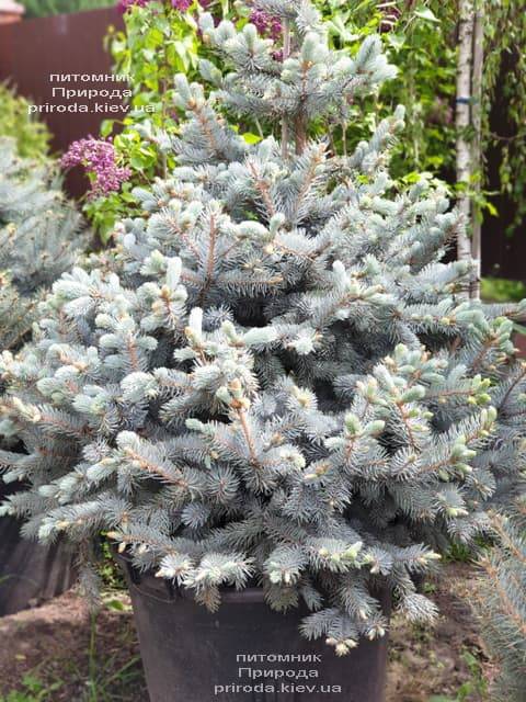 Ялина блакитна ХУПС (Picea pungens Hoopsi) ФОТО Розплідник рослин Природа (2)