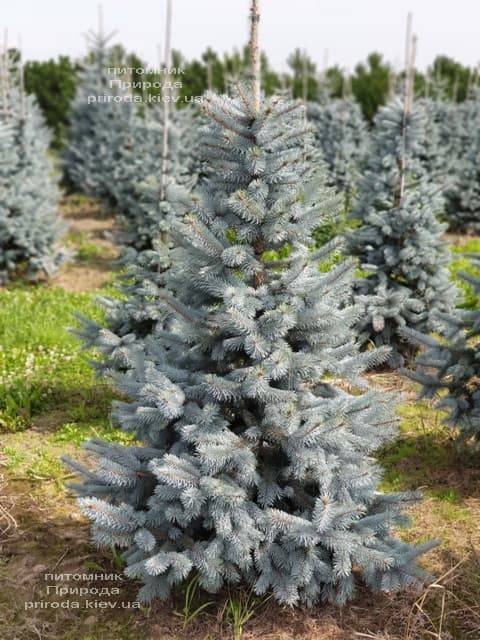 Ель голубая Хупси (Picea pungens Hoopsi) ФОТО Питомник растений Природа (4)