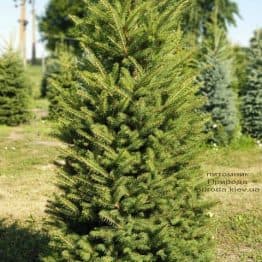 Ель колючая Глаука (Picea pungens Glauca) ФОТО Питомник растений Природа (10)