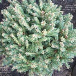 Ель обыкновенная Олендорфи (Picea abies Ohlendorffii) ФОТО Питомник растений Природа (2)