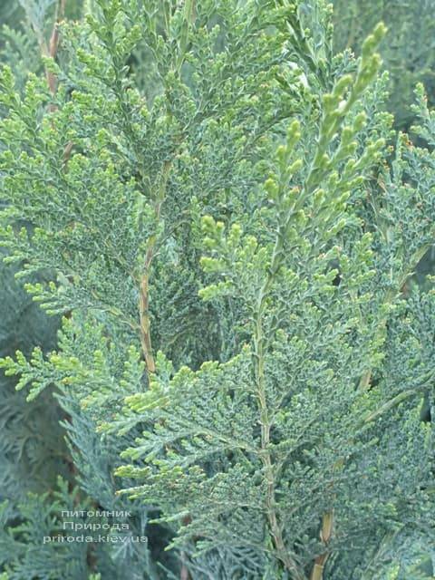 Кипарисовик Лавсона Колумнаріс (Chamaecyparis lawsoniana Columnaris) ФОТО Розплідник рослин Природа (7)