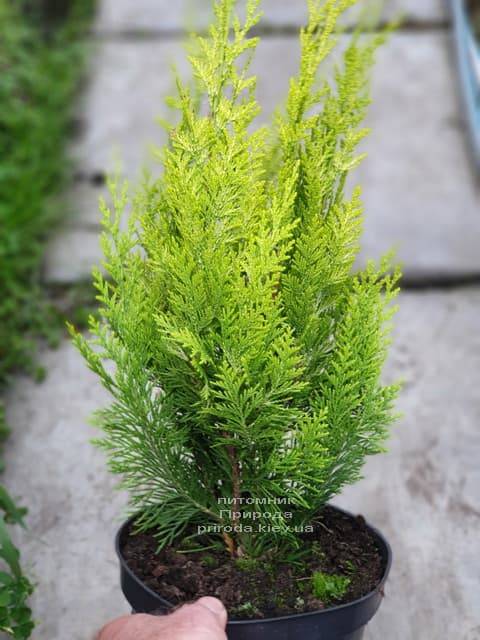 Кипарисовик Лавсона Ивонне на штамбе (Chamaecyparis lawsoniana Ivonne) ФОТО Питомник растений Природа (2)