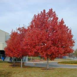 Клен красный Сомерсет (Acer rubrum Somerset) ФОТО Питомник растений Природа