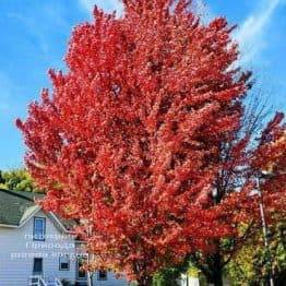 Клен красный Фримана Селебрейшн (Acer rubrum freemanii Celebration) ФОТО Питомник растений Природа (1)