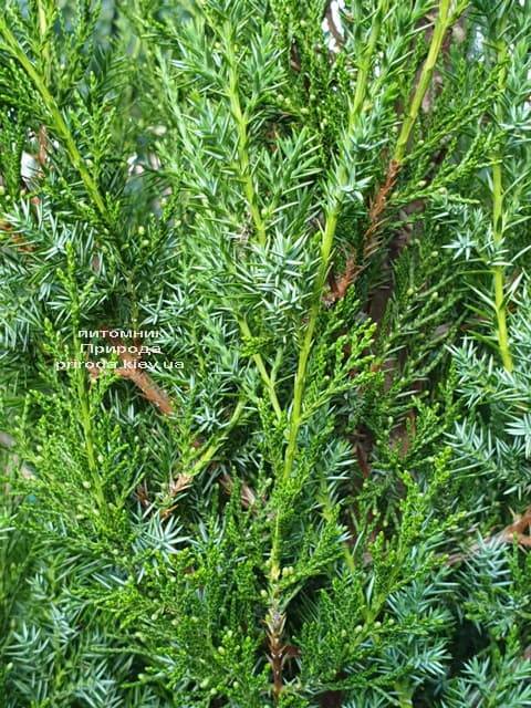 Можжевельник китайский Обелиск (Juniperus chinensis Obelisk) ФОТО Питомник растений Природа (3)