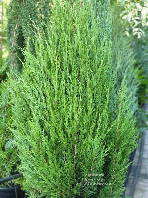 Можжевельник китайский Спартан (Juniperus chinensis Spartan) ФОТО Питомник растений Природа (5)