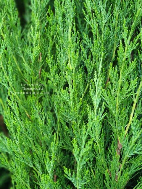 Можжевельник китайский Спартан (Juniperus chinensis Spartan) ФОТО Питомник растений Природа (6)