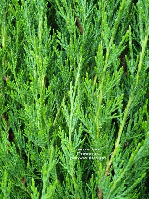 Можжевельник китайский Спартан (Juniperus chinensis Spartan) ФОТО Питомник растений Природа (7)