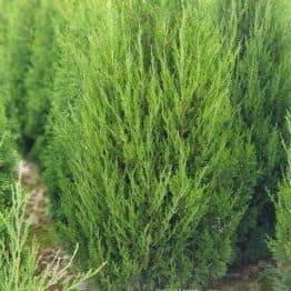 Ялівець китайський Спартан (Juniperus chinensis Spartan) ФОТО Розплідник рослин Природа (9)