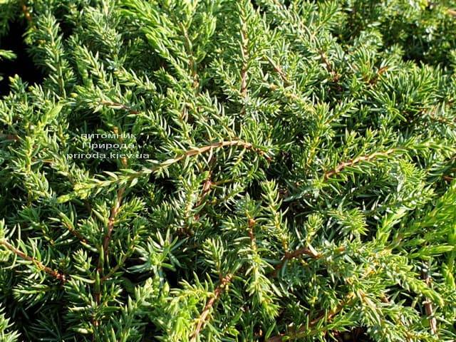 Можжевельник обыкновенный Грин Карпет (Juniperus communis Green Carpet) ФОТО Питомник растений Природа (3)