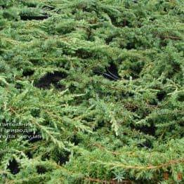 Можжевельник обыкновенный Грин Карпет (Juniperus communis Green Carpet) ФОТО Питомник растений Природа (7)