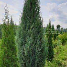 Можжевельник скальный Блю Арроу (Блю Эрроу) (Juniperus scopolorum Blue Arrow) ФОТО Питомник растений Природа (22)