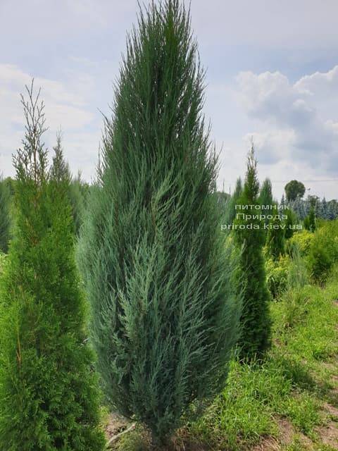 Ялівець скельний Блю Арроу (Блю Ерроу) (Juniperus scopolorum Blue Arrow) ФОТО Розплідник рослин Природа (22)