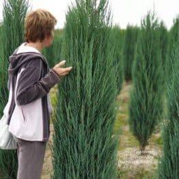 Можжевельник скальный Блю Арроу (Блю Эрроу) (Juniperus scopolorum Blue Arrow) ФОТО Питомник растений Природа (26)