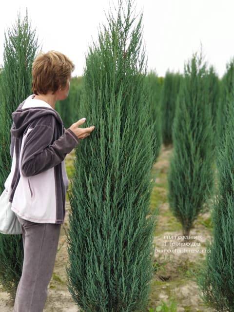 Можжевельник скальный Блю Арроу (Блю Эрроу) (Juniperus scopolorum Blue Arrow) ФОТО Питомник растений Природа (26)