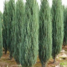 Ялівець скельний Блю Арроу (Блю Ерроу) (Juniperus scopolorum Blue Arrow) ФОТО Розплідник рослин Природа (34)