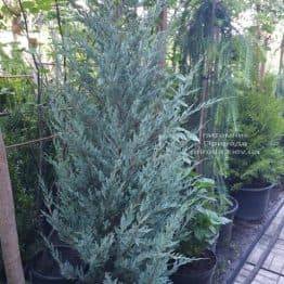 Ялівець скельний Мунглов (Juniperus scopolorum Moonglow) ФОТО Розплідник рослин Природа (15)