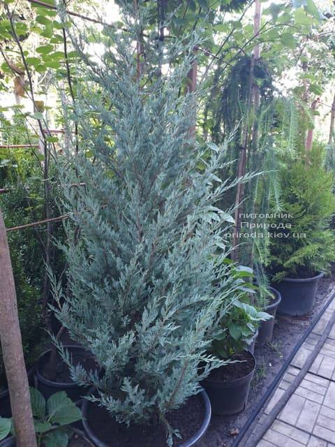 Ялівець скельний Мунглов (Juniperus scopolorum Moonglow) ФОТО Розплідник рослин Природа (15)