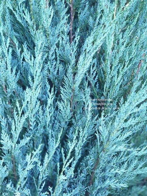 Ялівець скельний Мунглов (Juniperus scopolorum Moonglow) ФОТО Розплідник рослин Природа (17)
