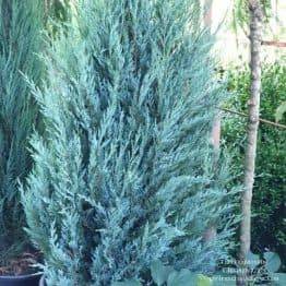 Ялівець скельний Мунглов (Juniperus scopolorum Moonglow) ФОТО Розплідник рослин Природа (18)