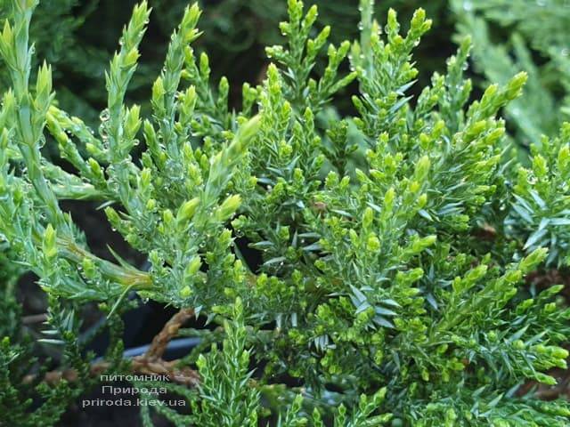Можжевельник казацкий Рокери Джем (Juniperus sabina Rockery Gem) ФОТО Питомник растений Природа (2)